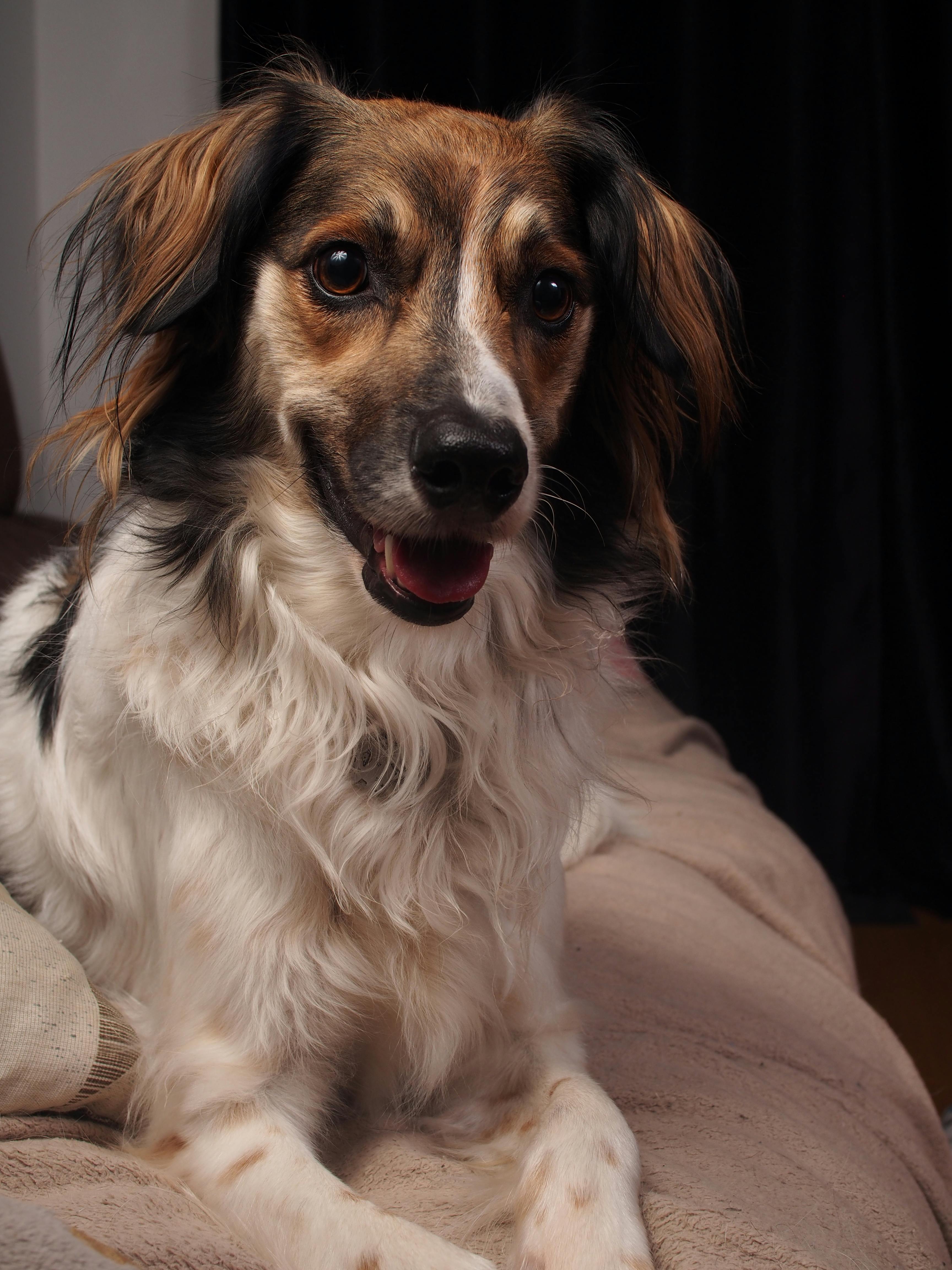 Come mantenere il divano pulito se vivi con un cane (Senza impazzire!)