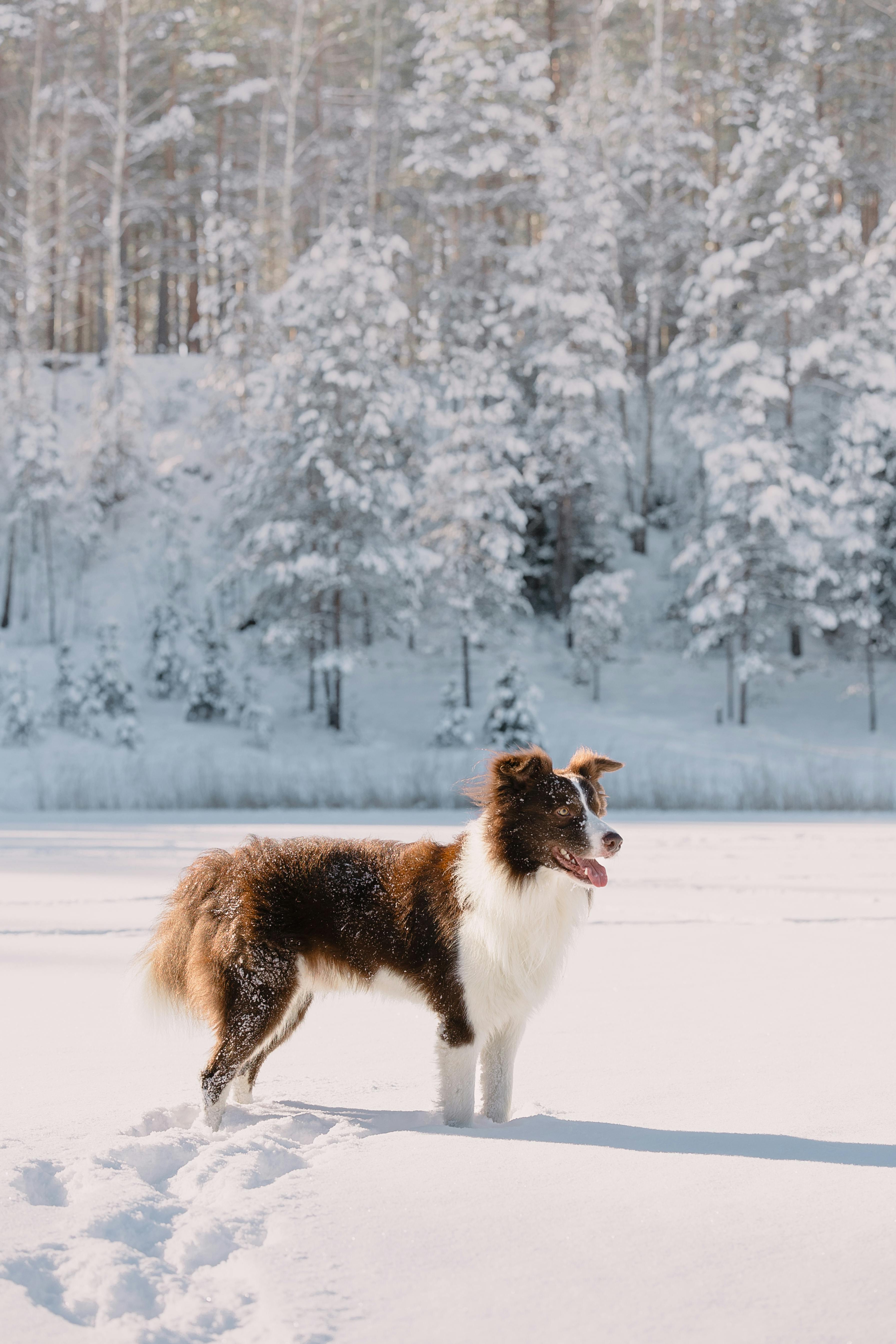 Guida al Lavaggio Post-Neve: Addio Fango e Sale sul Pelo
